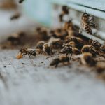 التكنولوجيات الحديثة في خدمة تربية النحل