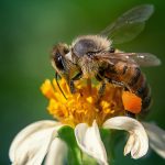 المسافات التي يقطعها النحل بحثا عن التغذية